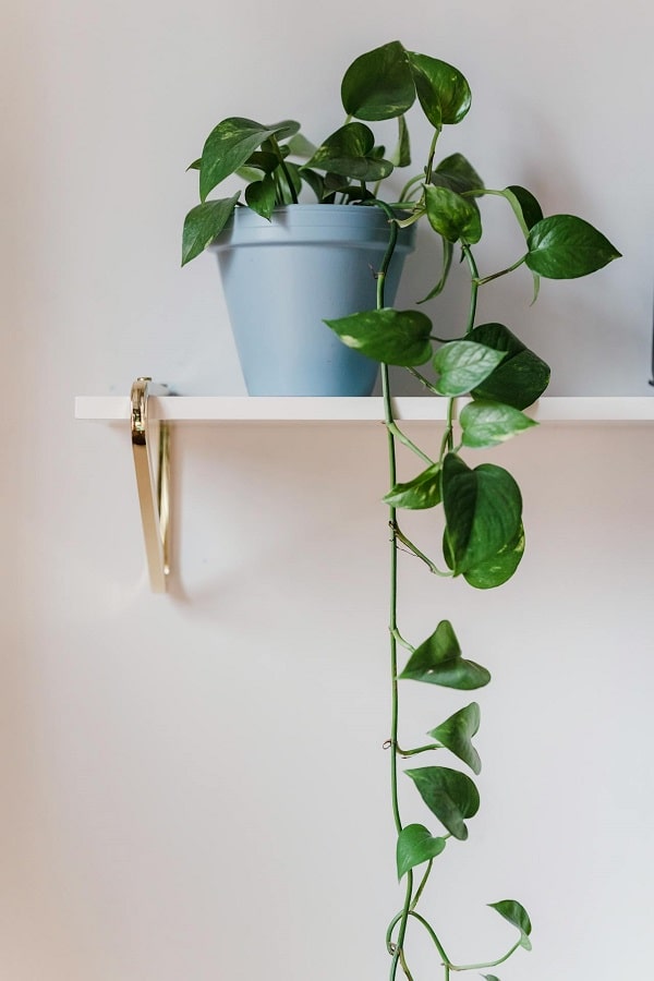 House plant on the shelf